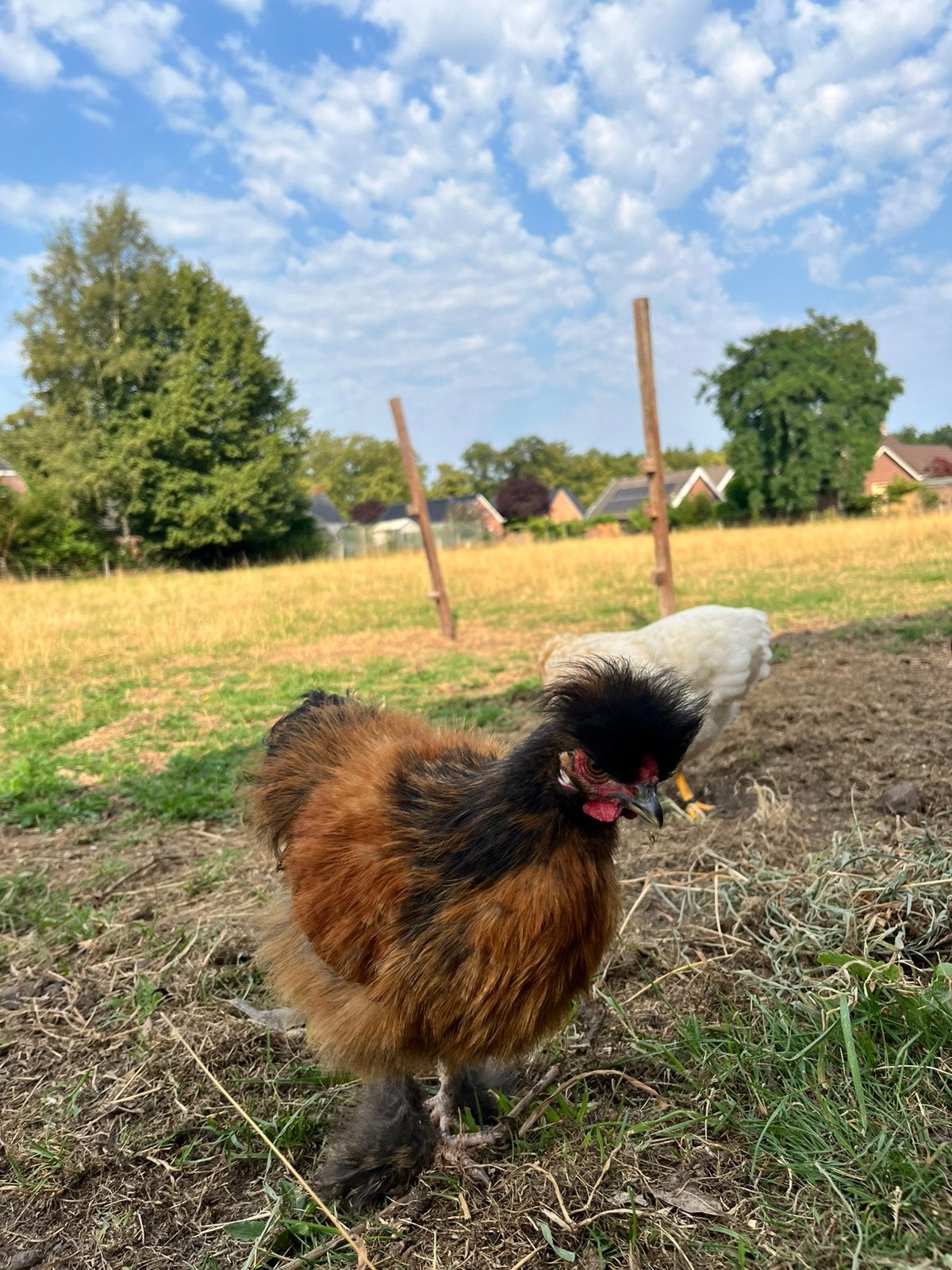 2 hanen, Dieren en Toebehoren, Pluimvee, Mannelijk, Kip