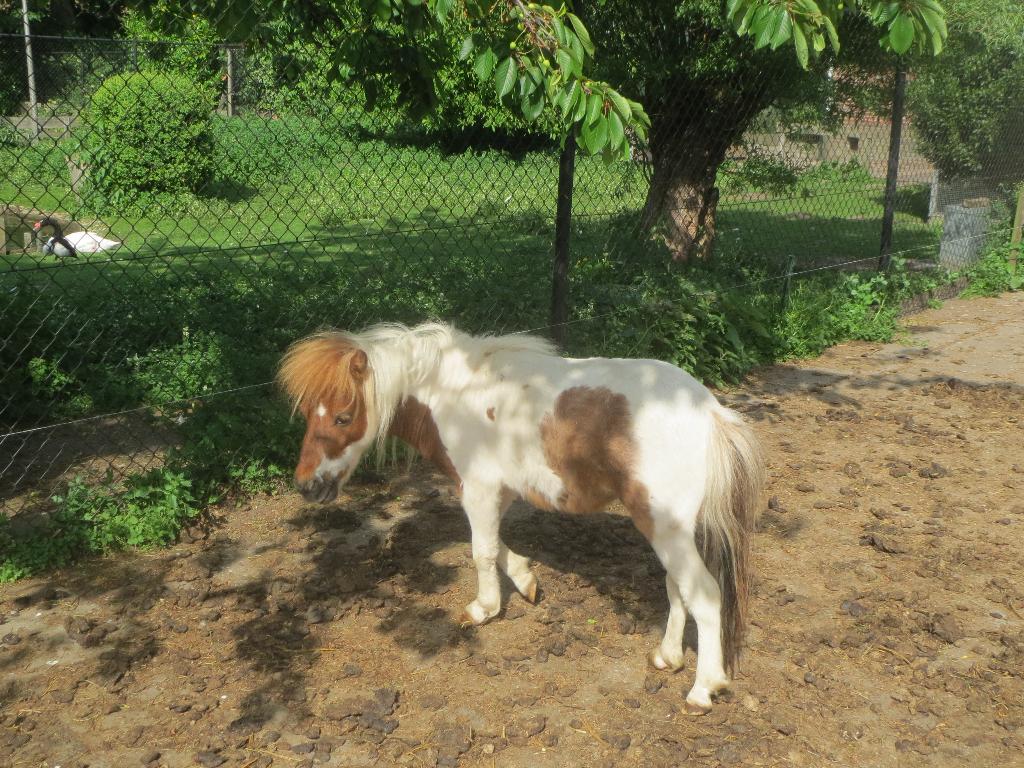 te koop vos bont hengstje en zwartpanter bont hengstveulen, Niet van toepassing, 0 tot 2 jaar, Hengst, A pony (tot 1.17m)