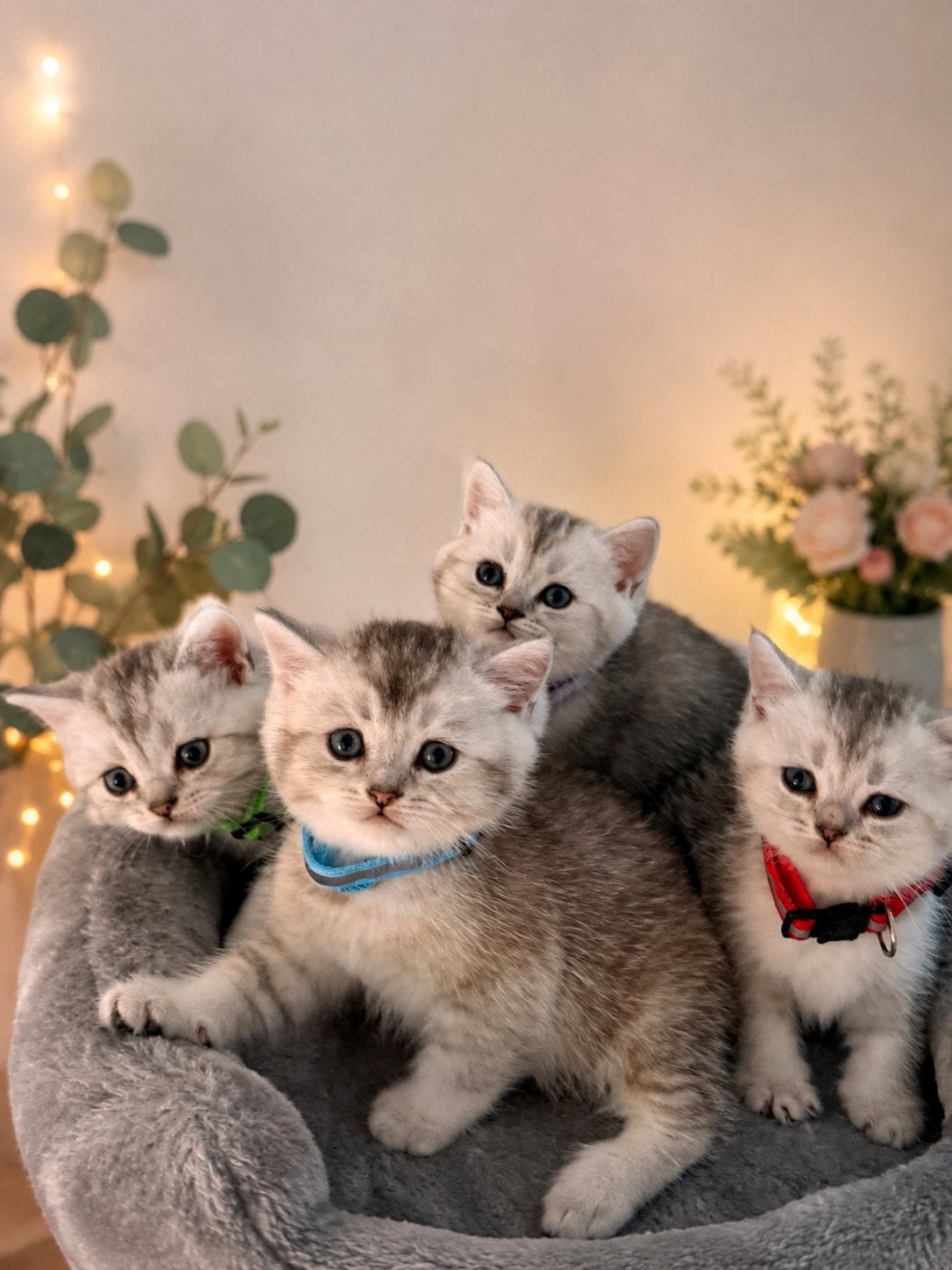 Raszuivere Britse Korthaar Kittens 🐱stamboomouders🩷🌺, Meerdere dieren, Met stamboom