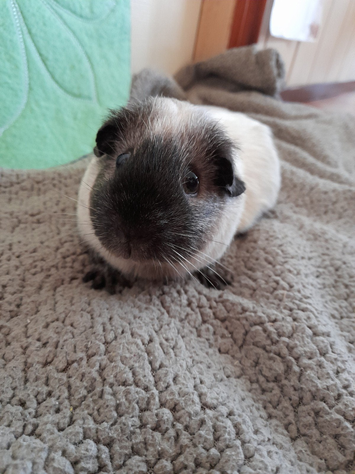 Jonge lichte Calafornische cavia's, Dieren en Toebehoren, Cavia, Mei, Meerdere dieren, Tam