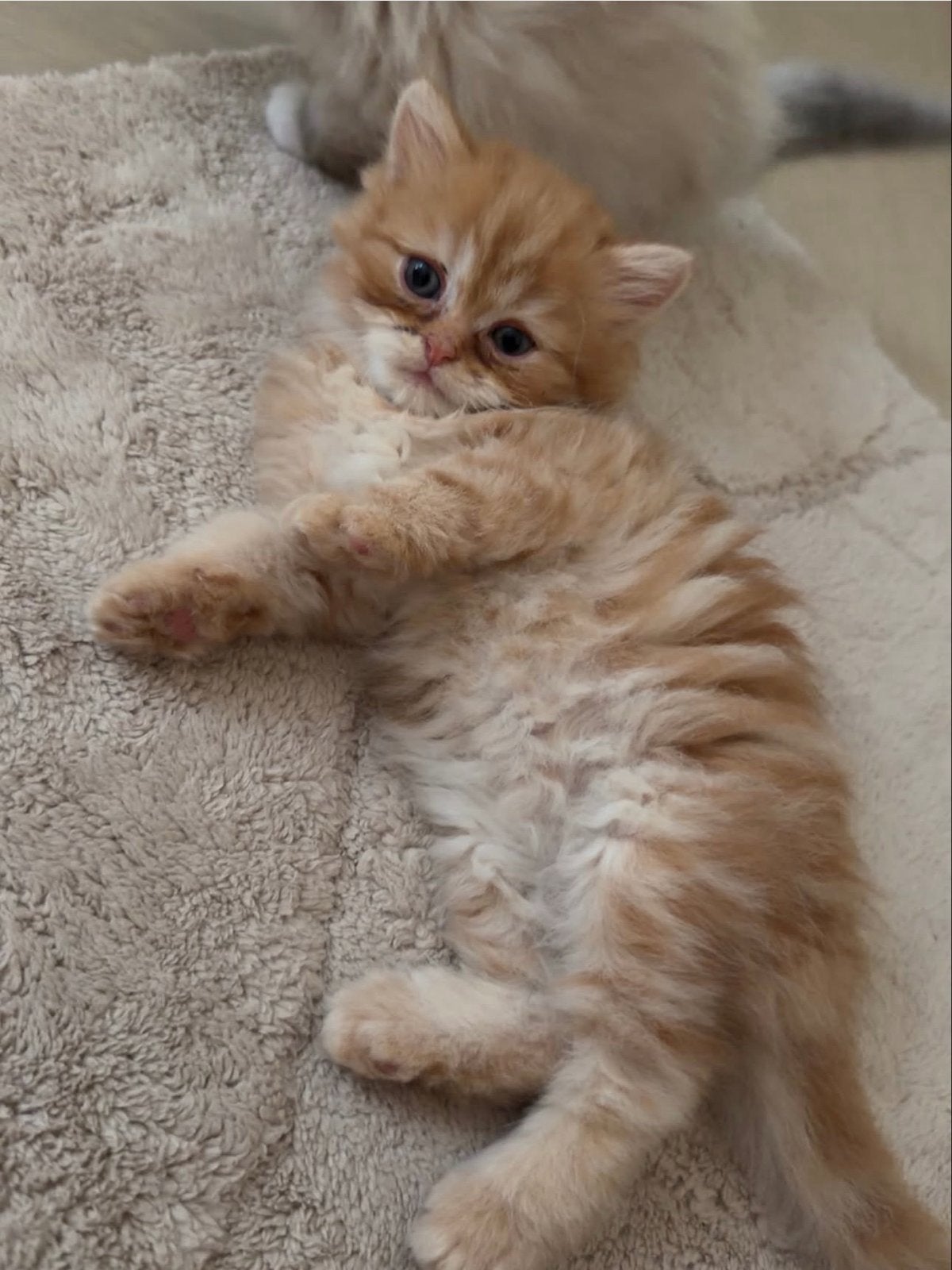 4 Brits Langhaar Kittens In Roermond Geregistreerde Cattery