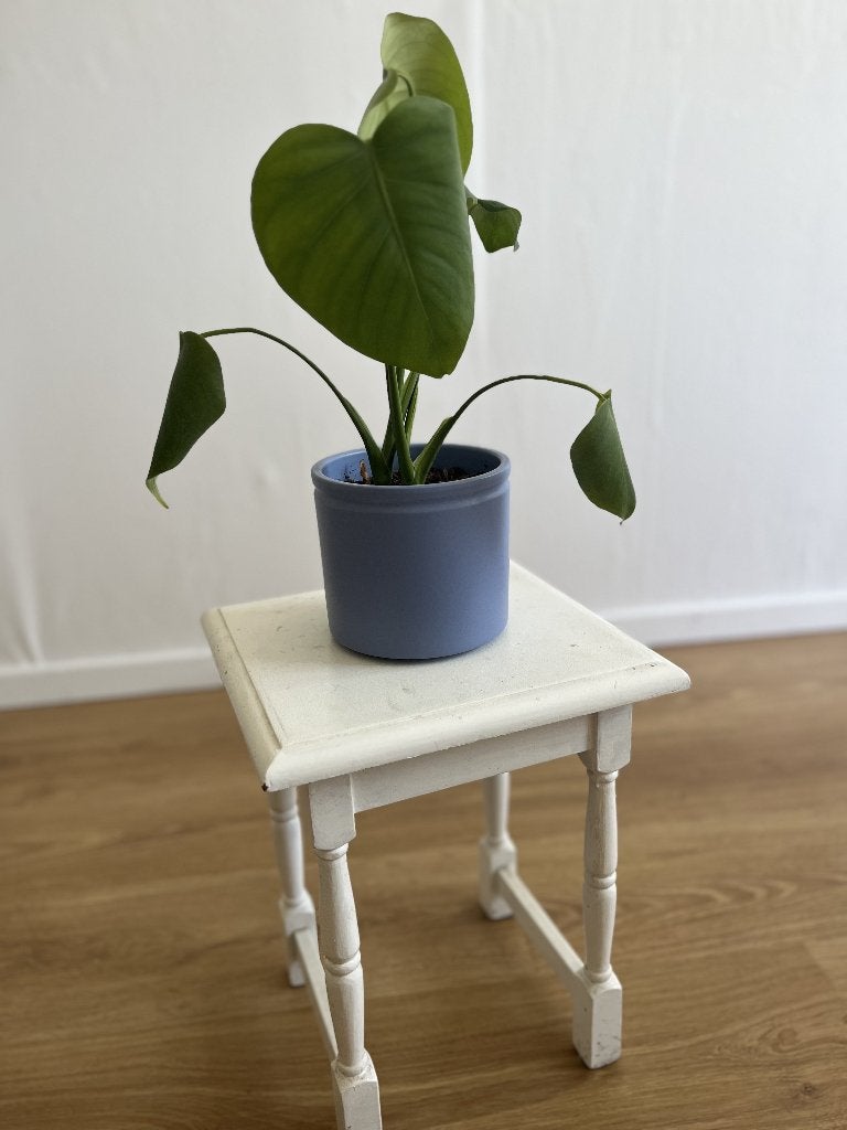 Planten tafeltje, Huis en Inrichting, Tafels | Bijzettafels, Ophalen, Minder dan 55 cm, Gebruikt, Vierkant