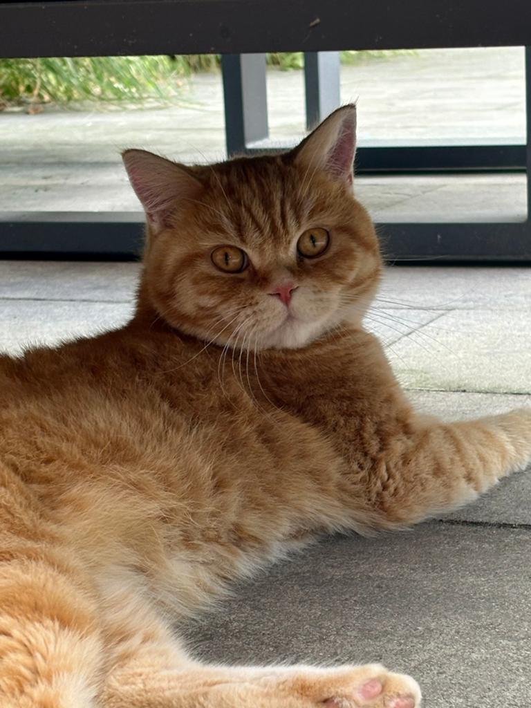 Britse korthaar zoekt nieuw baasje, Dieren en Toebehoren, Kater, Kortharig, 3 tot 5 jaar