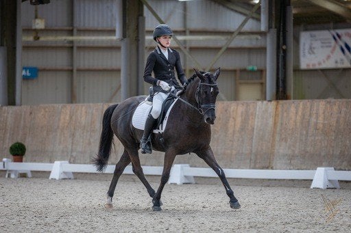 Super knappe D dressuurpony, Dieren en Toebehoren, Merrie, Met stamboom, Dressuurpony, M