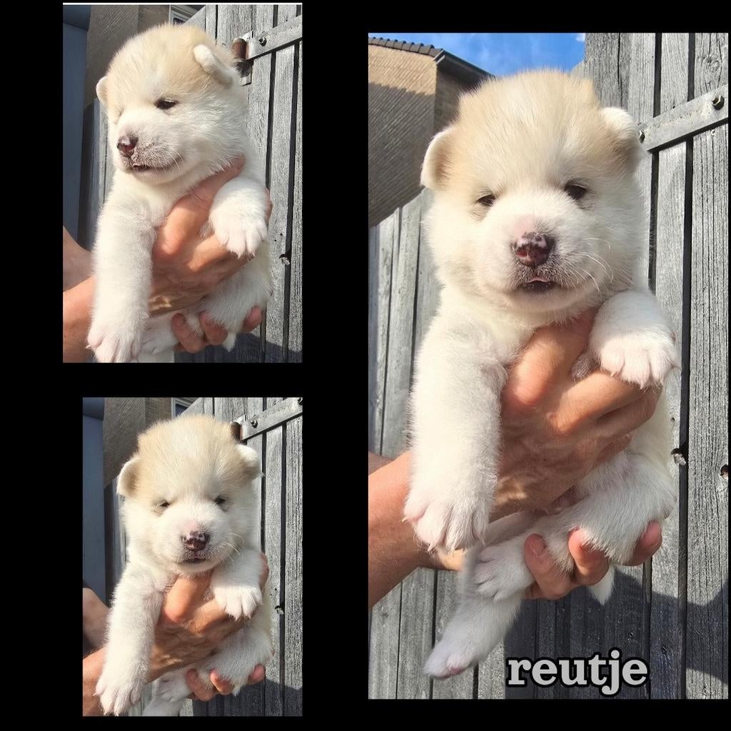 GEBOREN !!! Pups  Alaskan Malamute ..Jap.Akita x Samojeed, Dieren en Toebehoren, Honden | Poolhonden, Keeshonden en Oertypen, Parvo