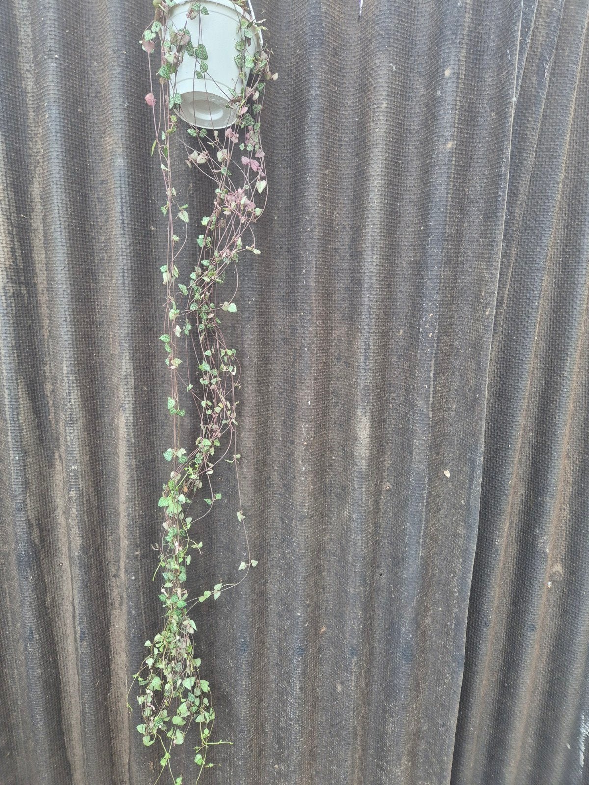 Ceropegia woodii xl p14, Ophalen of Verzenden, Halfschaduw, Minder dan 100 cm