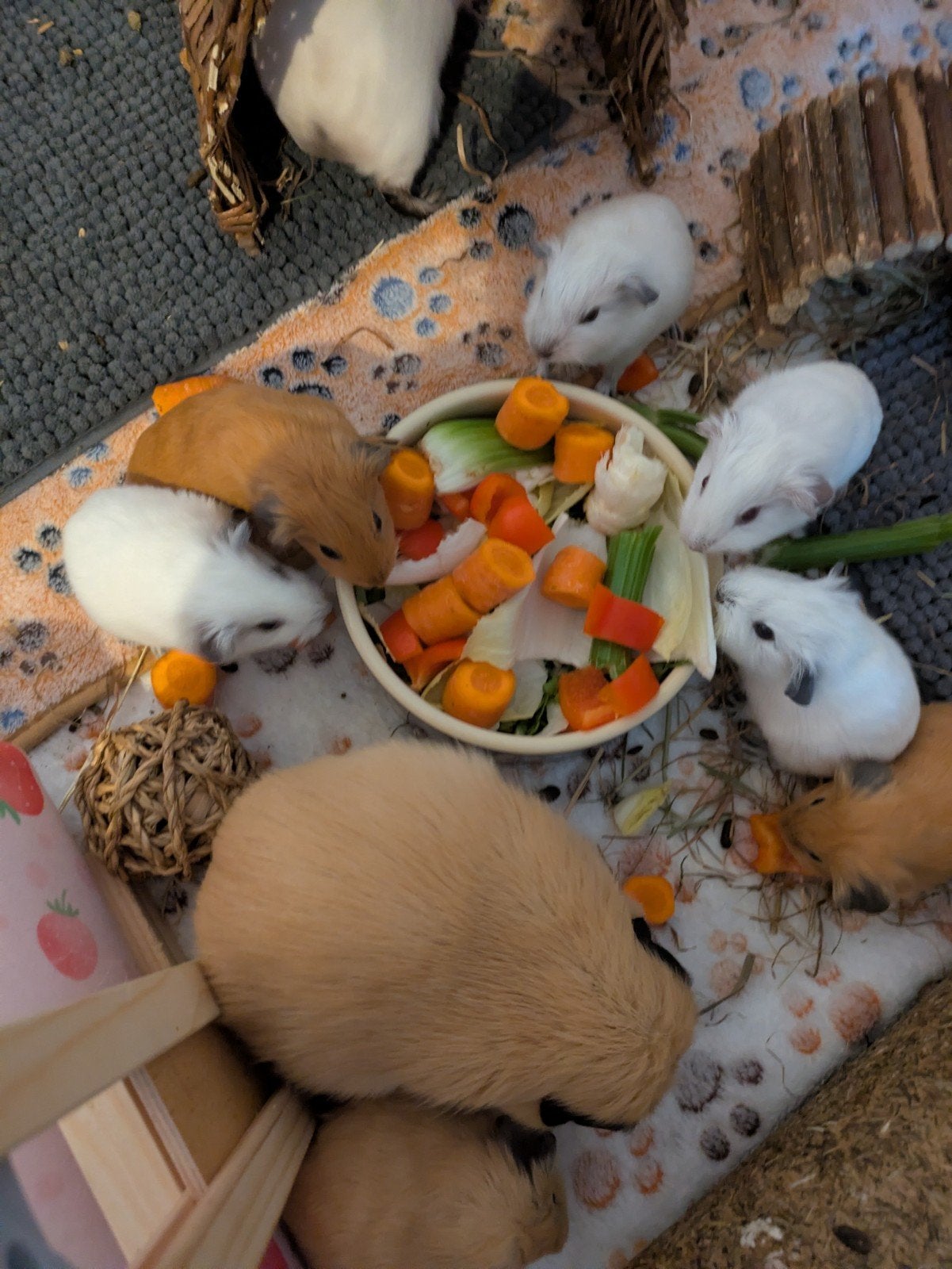 Baby California Cavia's, Dieren en Toebehoren, Cavia, Meerdere dieren, Tam, September