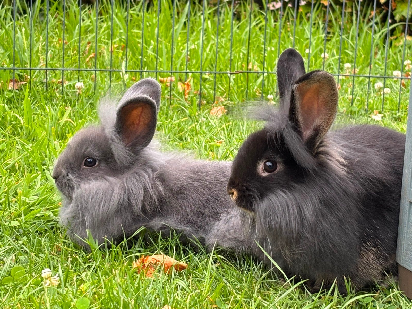 Jonge tamme konijnen te koop, Meerdere dieren, Middelgroot, 0 tot 2 jaar