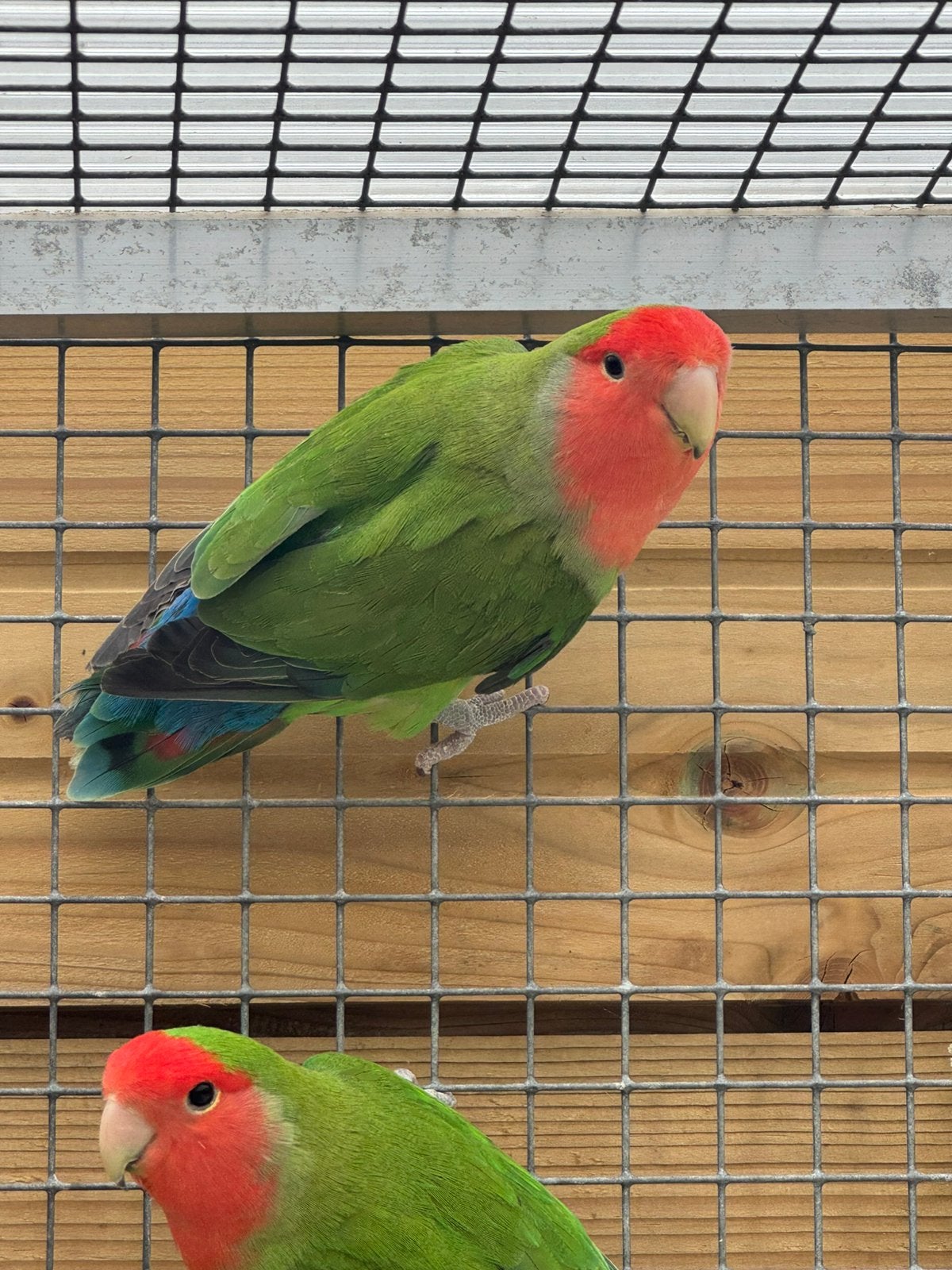 Agapornis Groen langbevederd pop 2021 met dna certificaat., Dieren en Toebehoren, Vogels | Parkieten en Papegaaien, Meerdere dieren