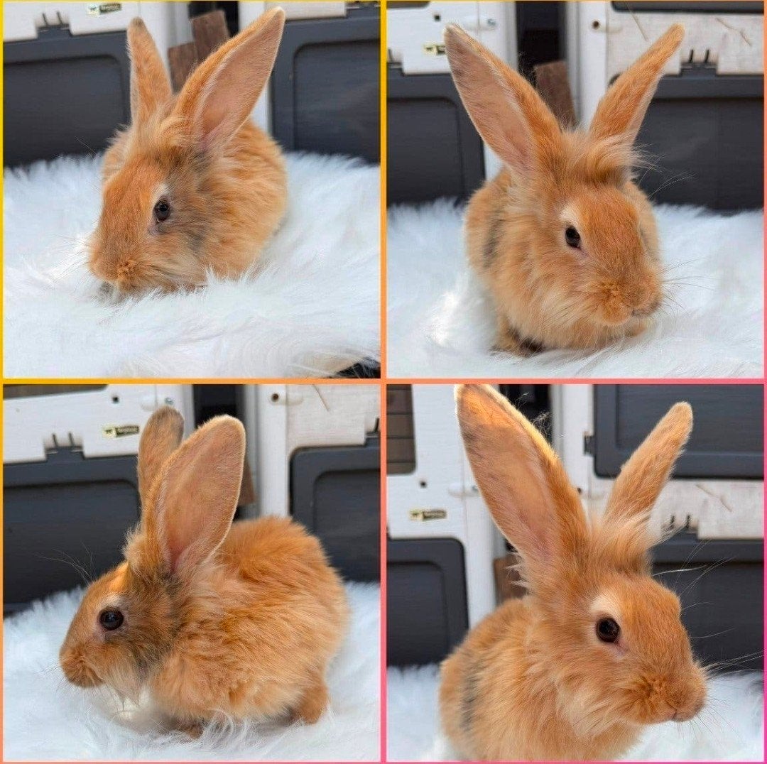 3 knapperds zoeken een nieuw huisje, Meerdere dieren, Groot, Hangoor