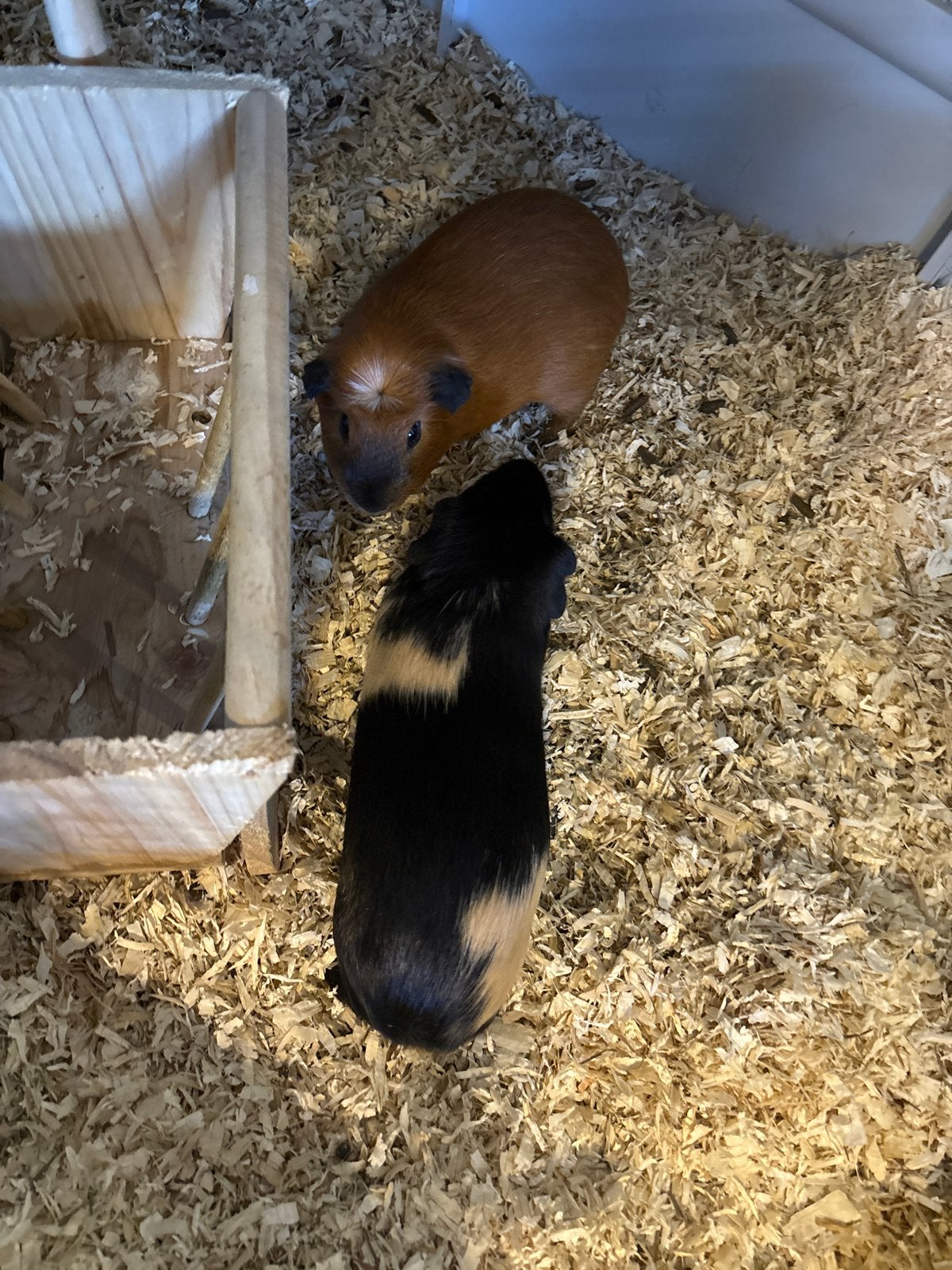 Cavia’s, Cavia, Mannelijk, December, Tam