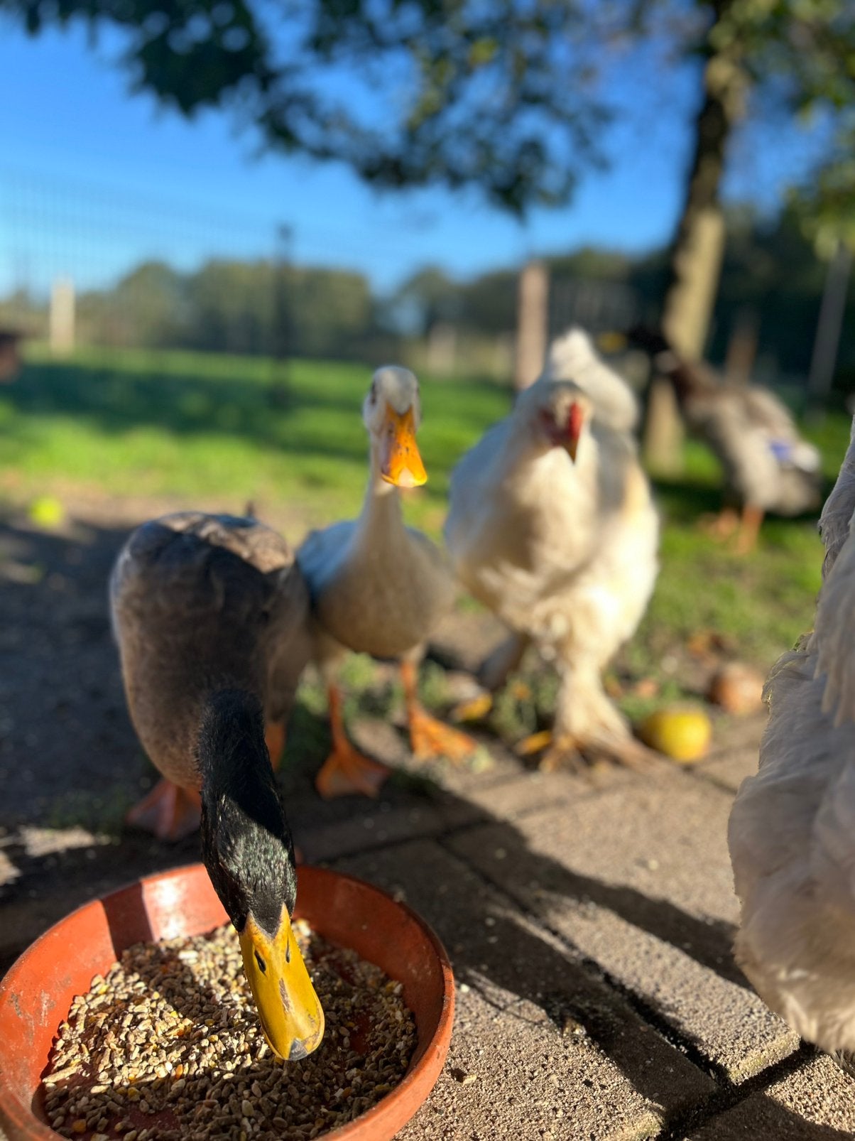 Loopeenden te koop, Dieren en Toebehoren, Meerdere dieren, Eend