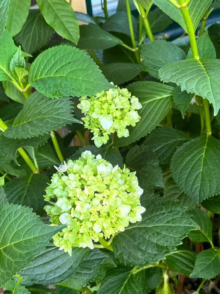 Hortensia 6x, Ophalen of Verzenden
