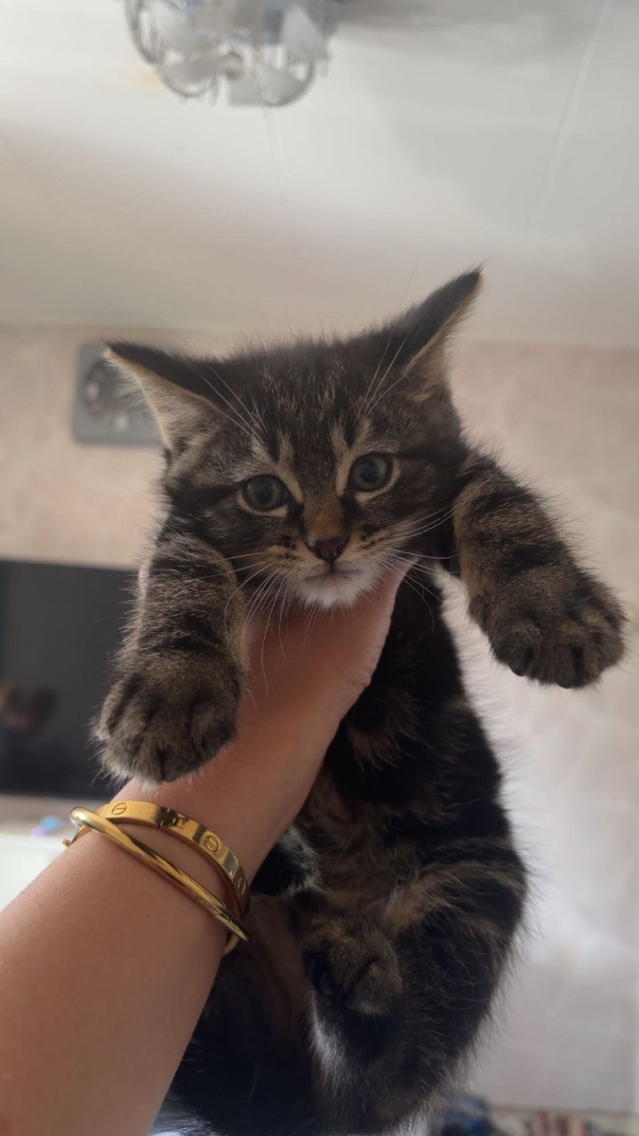 Lieve kitten(s) zoeken een nieuw thuis. Zijn ni 3manden, Meerdere dieren