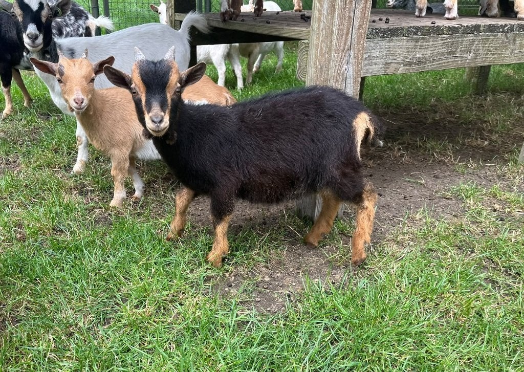 Dwerggeiten Bokjes te koop, Dieren en Toebehoren, Mannelijk, Geit, 0 tot 2 jaar