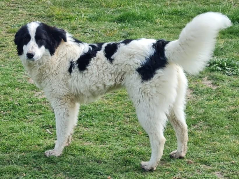 Prachtige Michelle, is heel lief en vrolijk hondje (in NL), Particulier, 1 tot 2 jaar, Buitenland, Teef