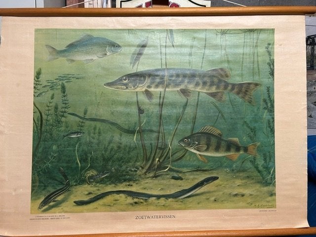 Schoolwandplaat Zoetwatervissen, Ophalen, Natuur en Biologie