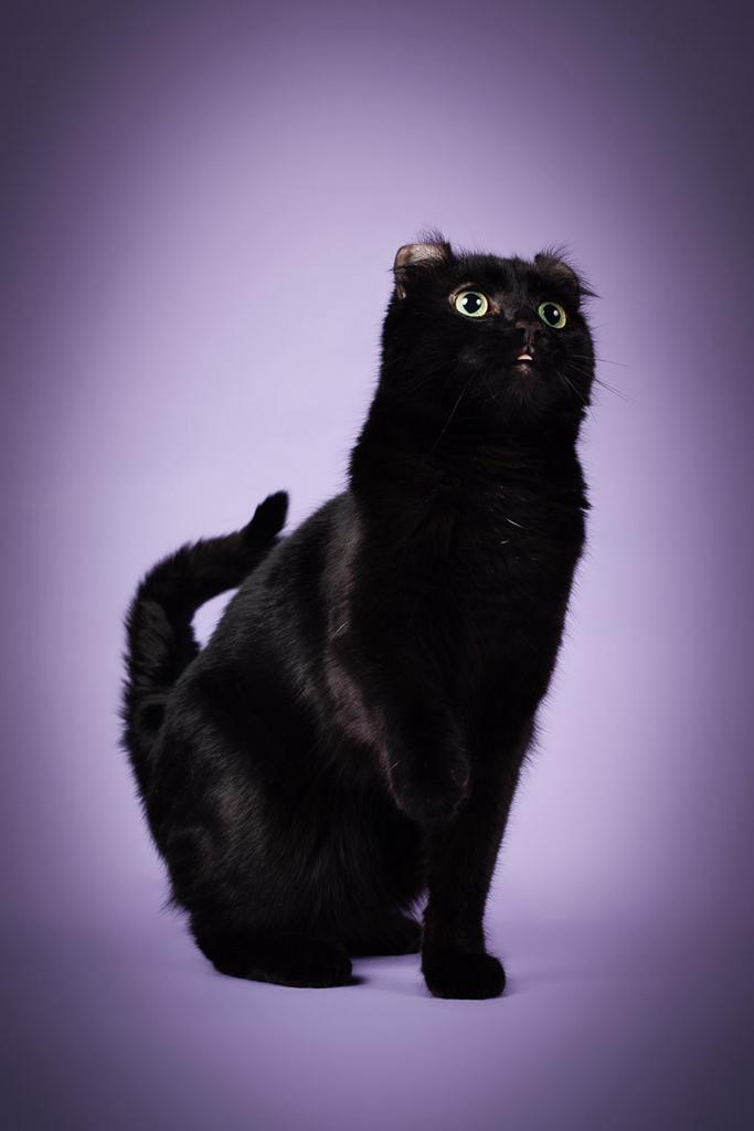 Prachtige lieve poes | aanhankelijk | American curl, Dieren en Toebehoren, Poes
