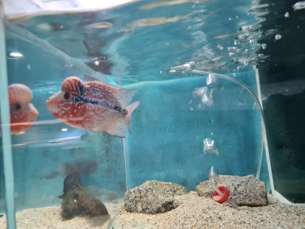 Flowerhorn Red Pearl Cichlide, Dieren en Toebehoren, Vis, Zoetwatervis