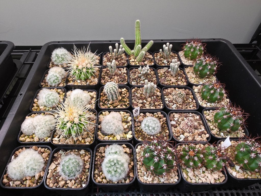Cactussen, Ophalen, Halfschaduw, Minder dan 100 cm, Bloeiende kamerplant