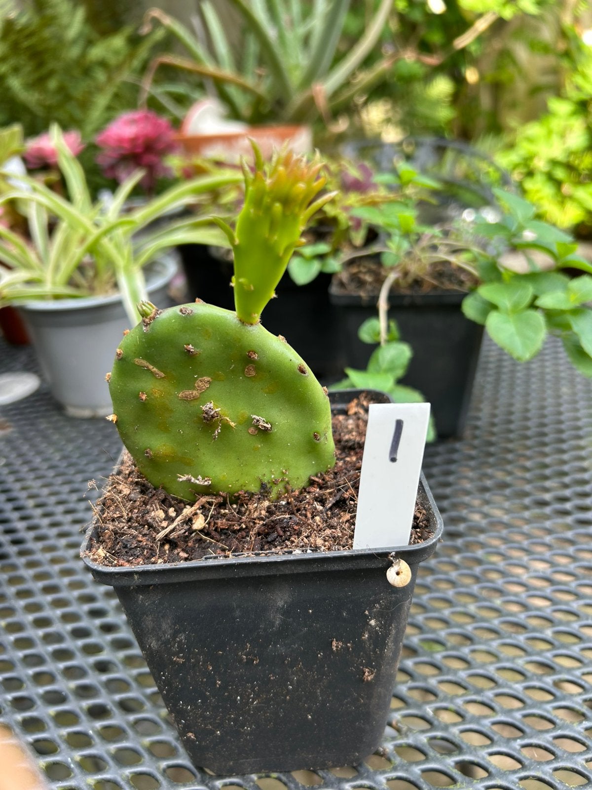 Opuntia indica - goed gewortelde stek - schijfcactus, Tuin en Terras, Planten | Tuinplanten, Ophalen of Verzenden, Zomer, Overige soorten