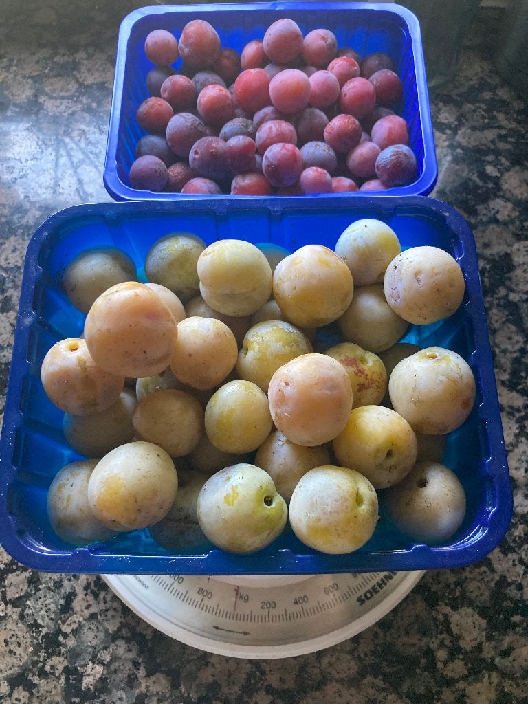 Kleine rode en grotere gele Pruimen te koop onbespoten, Ophalen