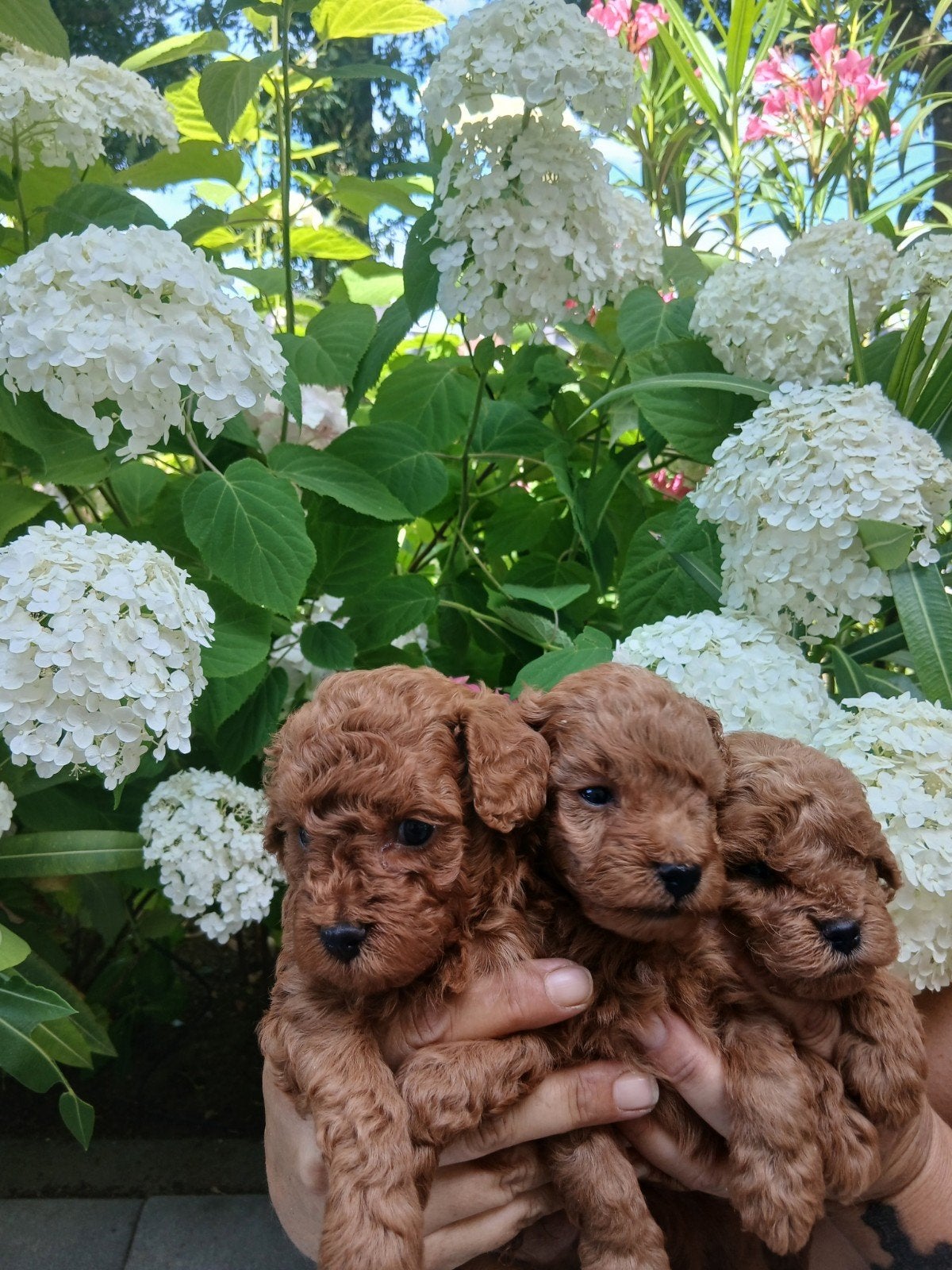 Toypoedel pups, Dieren en Toebehoren, Reu, 8 tot 15 weken, Meerdere, Nederland