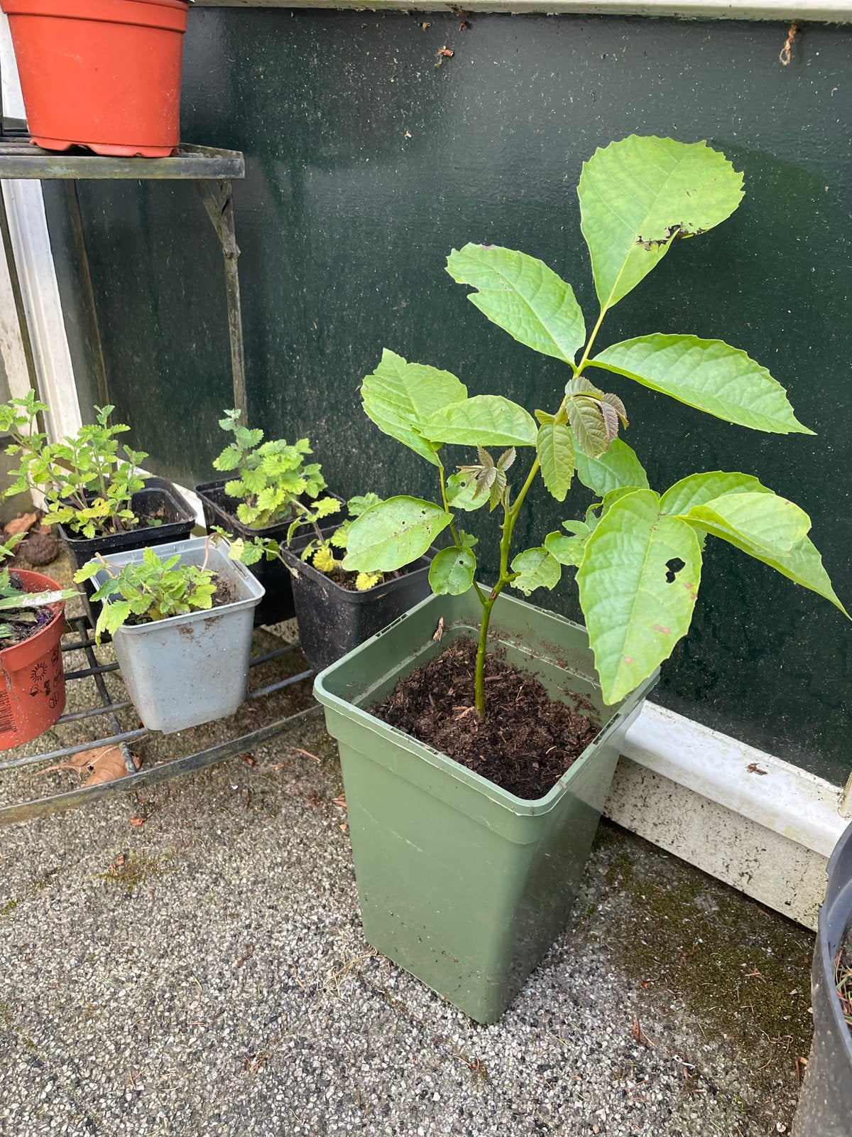 Ecologische Walnotenboom - 2 jaar oud, Ophalen, Volle zon, Vaste plant, Fruitplanten