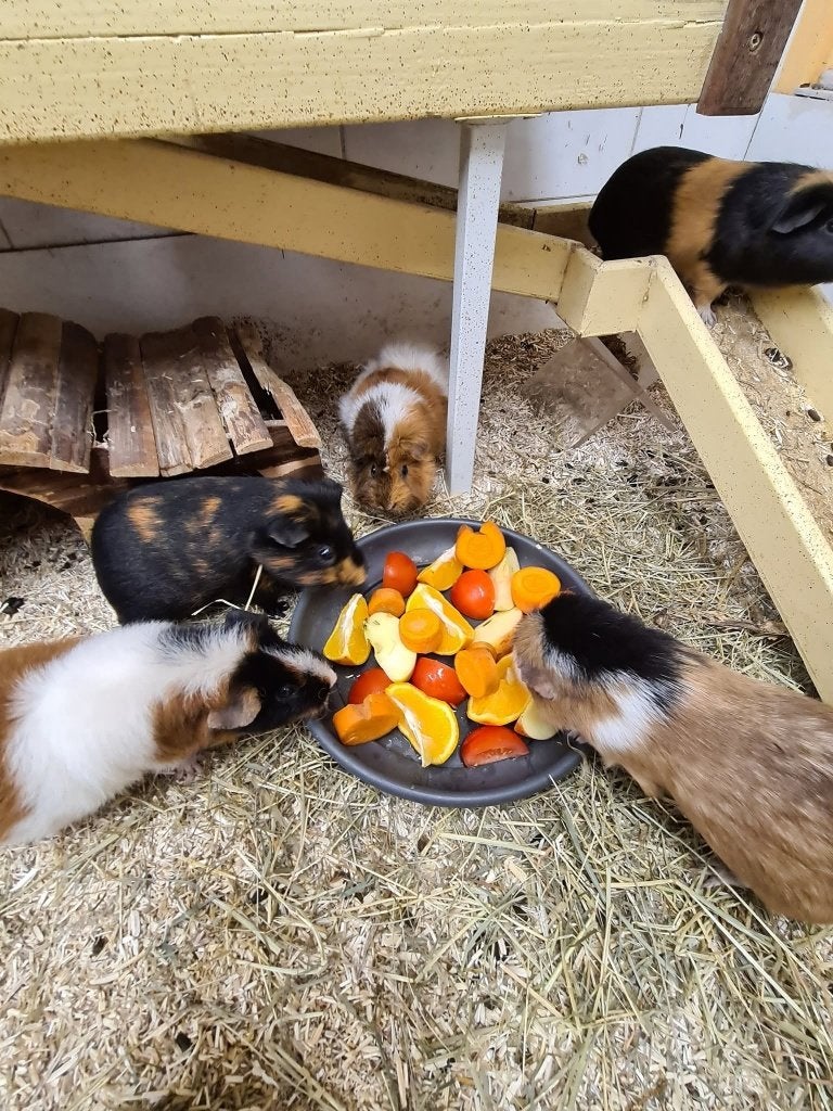 Gezocht cavia zeugjes, Dieren en Toebehoren, Knaagdieren, Januari, Vrouwelijk, Cavia