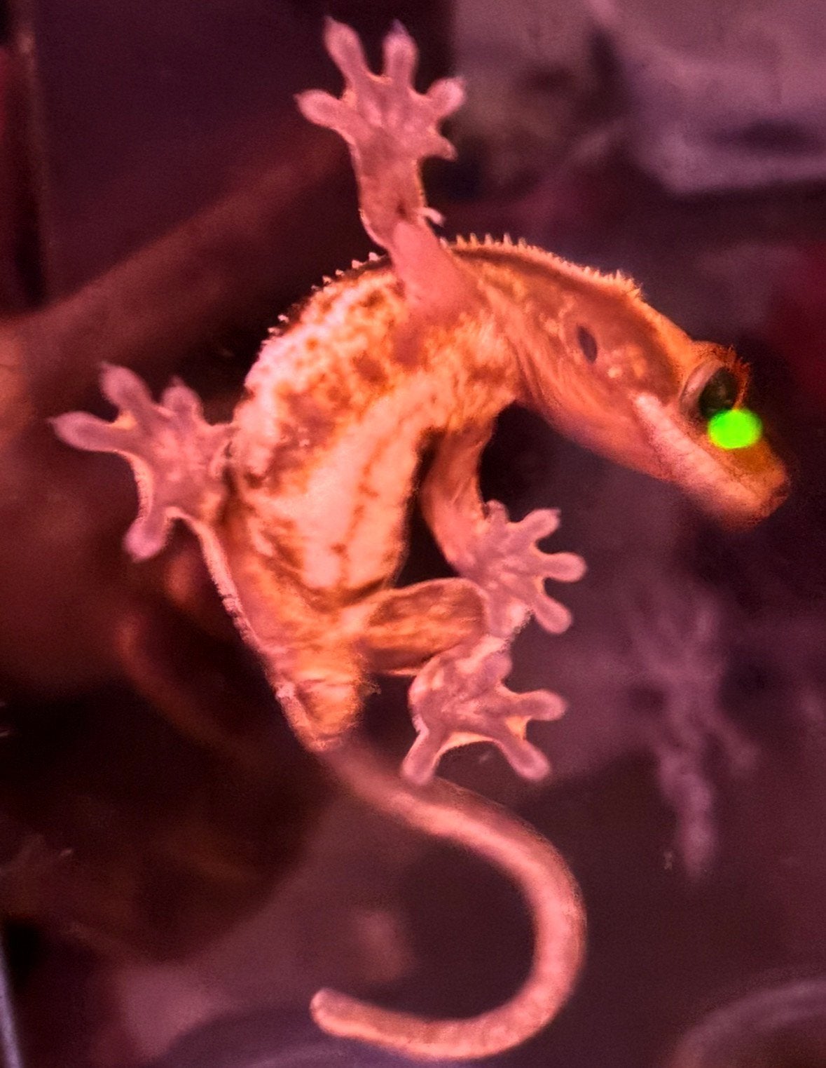 Friendly Crested Gecko Crested Gecko photo 6