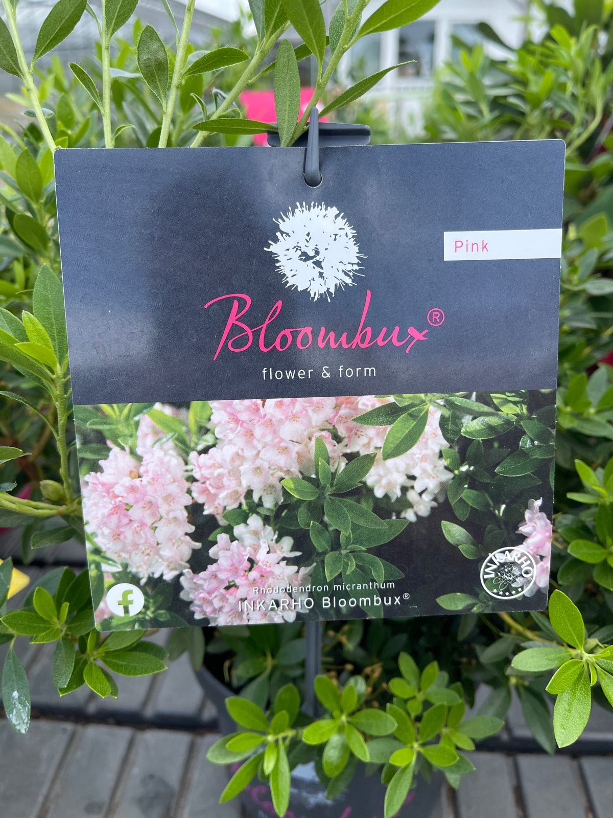 Bloombux Pink - Rhododendron micranthum - Roze bloemen, Vaste plant, Halfschaduw, Lente, Ophalen