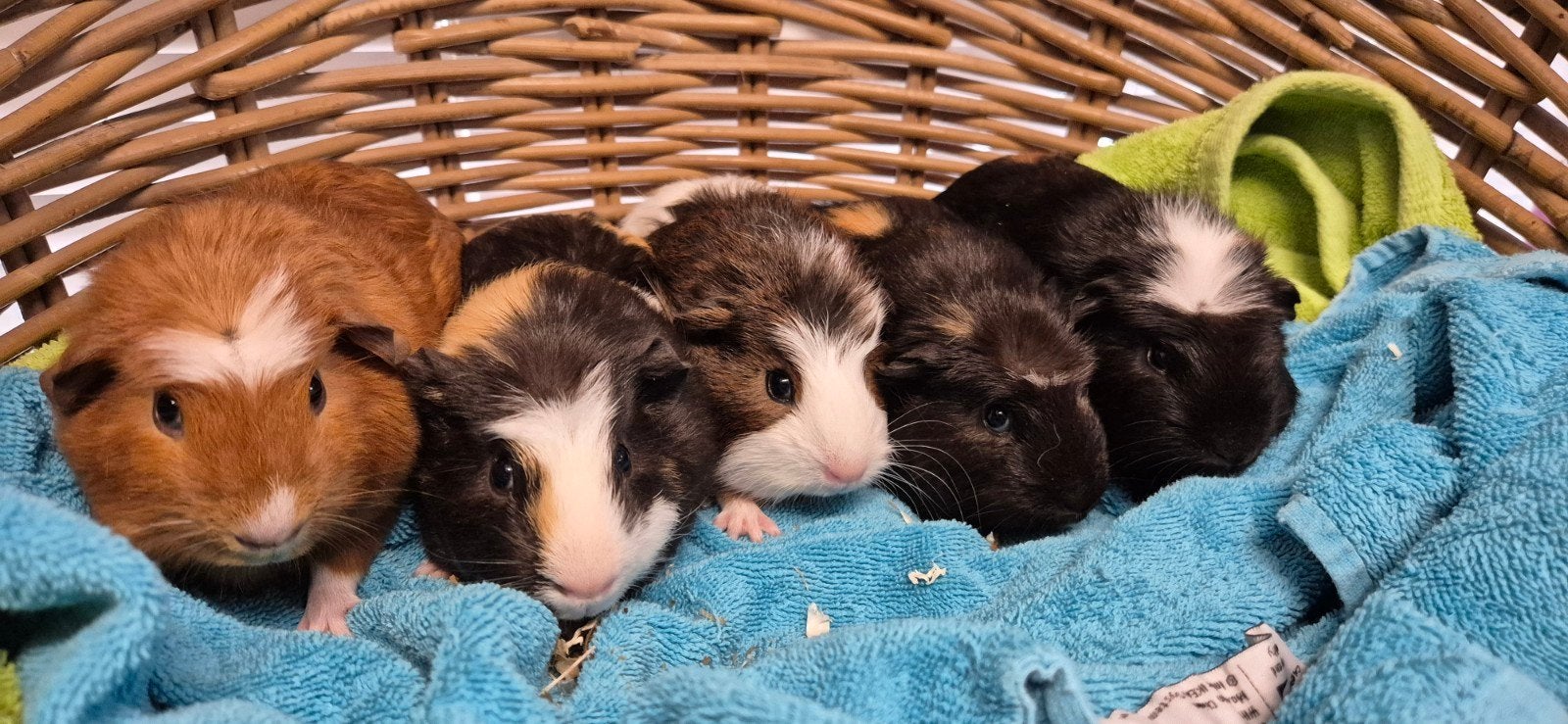 4 jonge cavia's uit de opvang zoeken een goed tehuis, Dieren en Toebehoren, Augustus, Mannelijk, Cavia