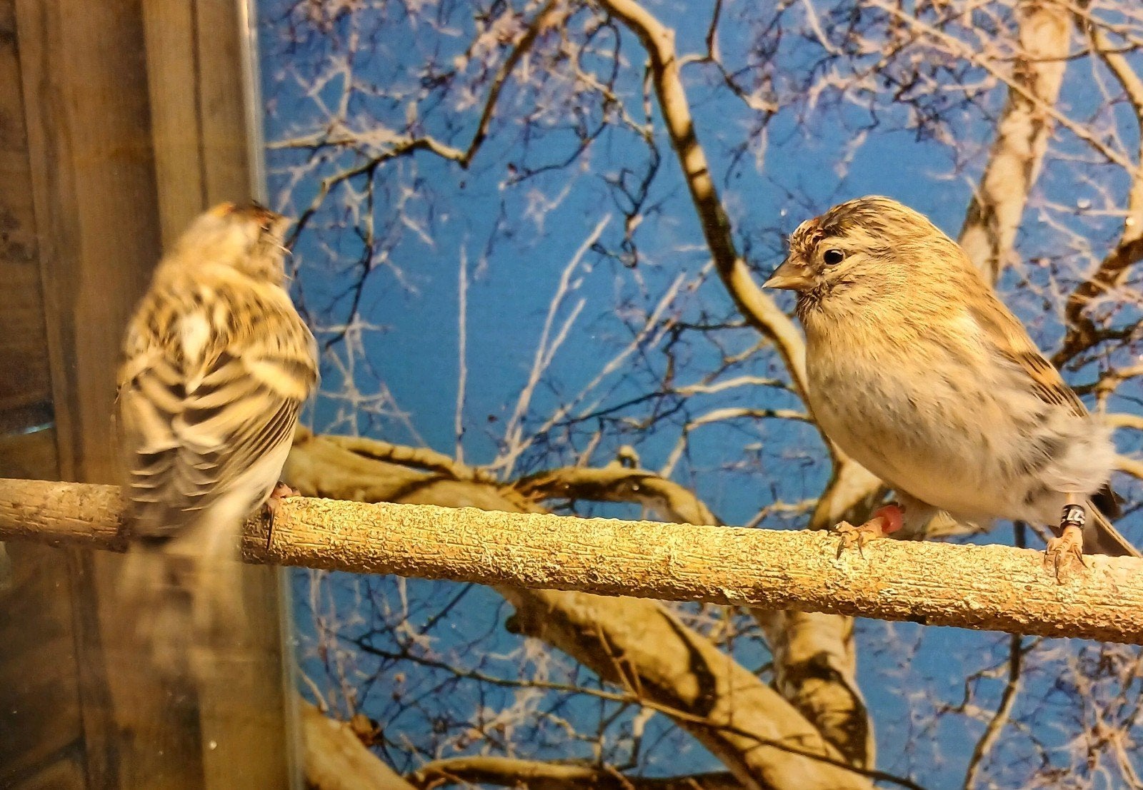 Wit stuit barmsijs koppel, Dieren en Toebehoren, Meerdere dieren