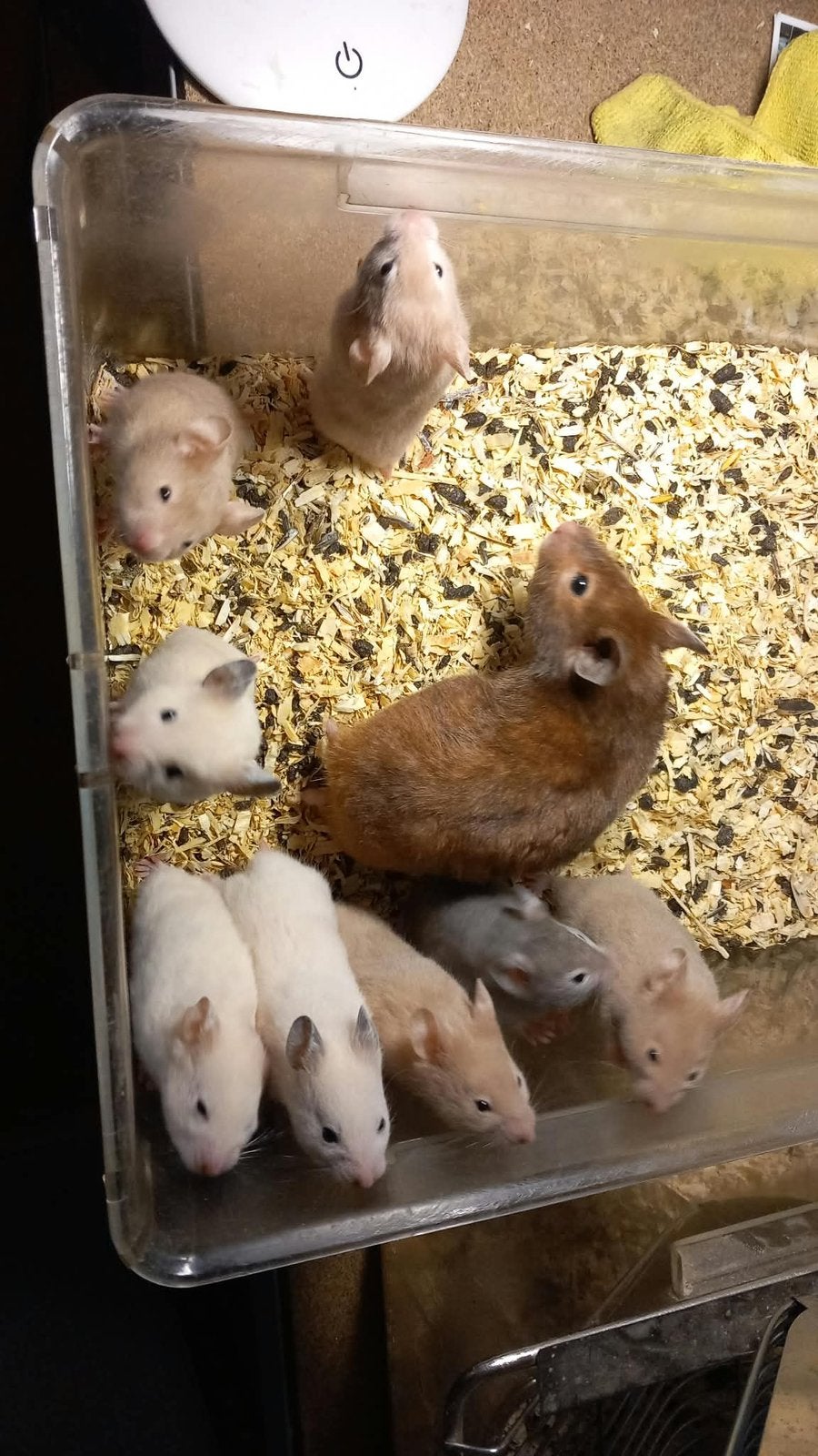 Jonge goud hamsters, Augustus, Meerdere dieren, Hamster