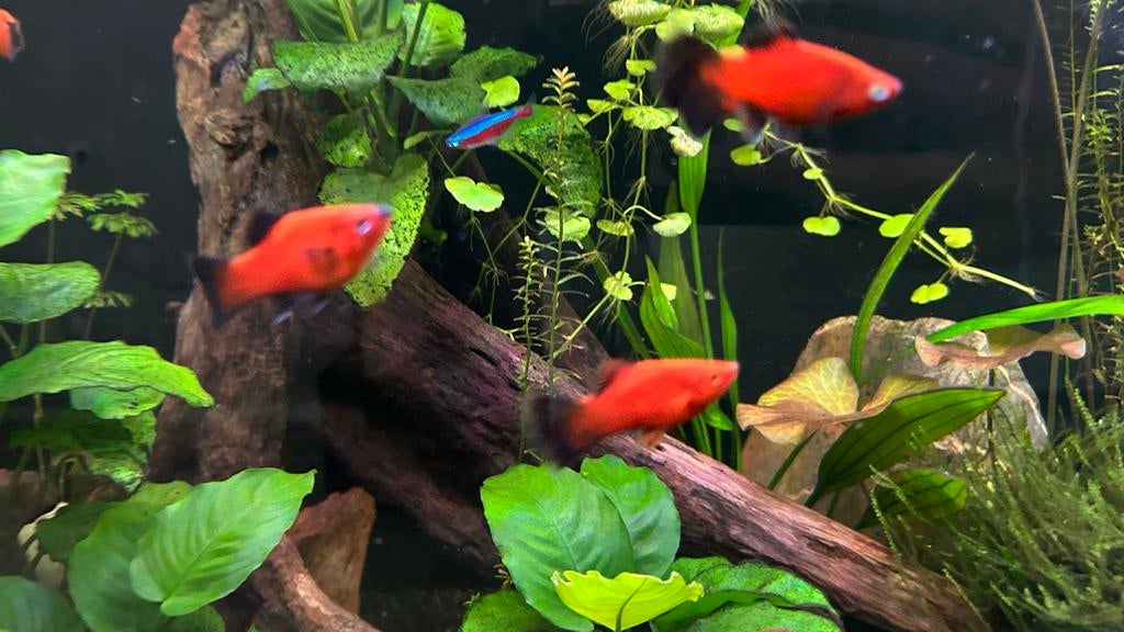 Platy Wagtail jongen, Vis