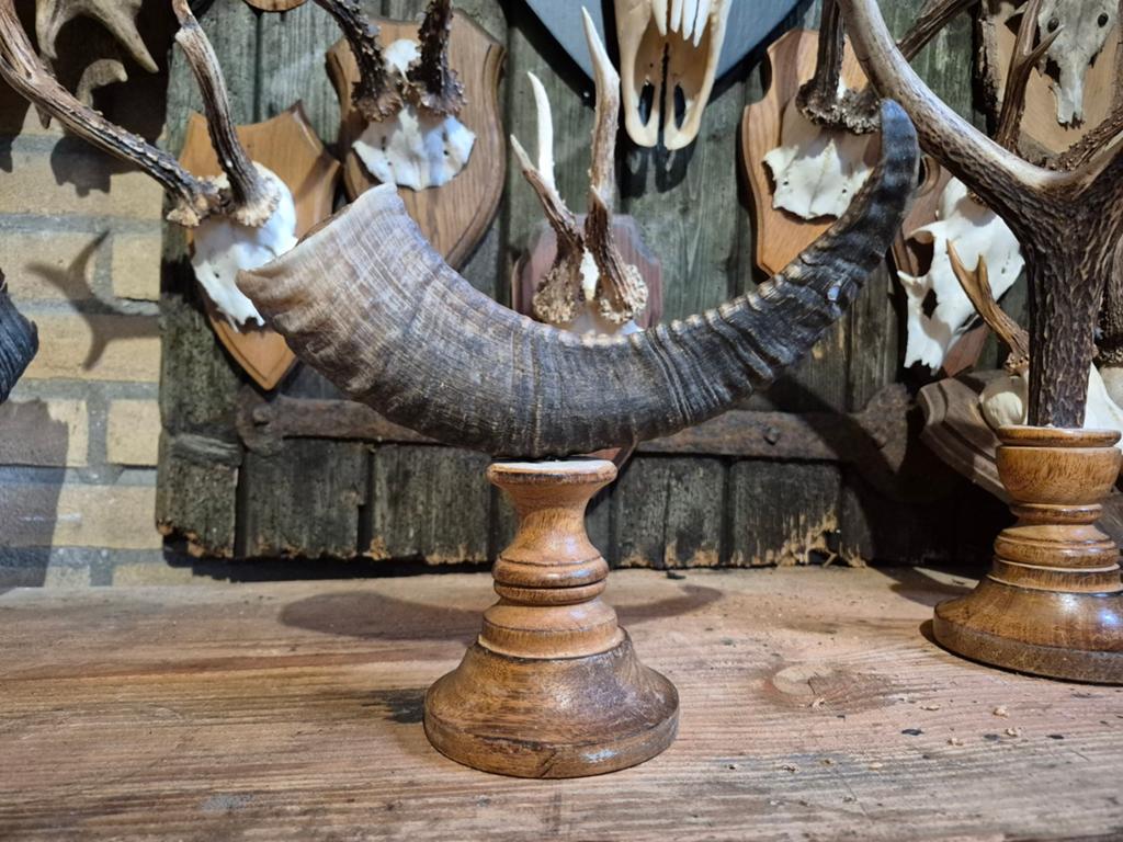 Mouflon hoorn op houten sokkel - Uniek decoratiestuk, Verzamelen, Dierenverzamelingen, Ophalen of Verzenden, Zo goed als nieuw