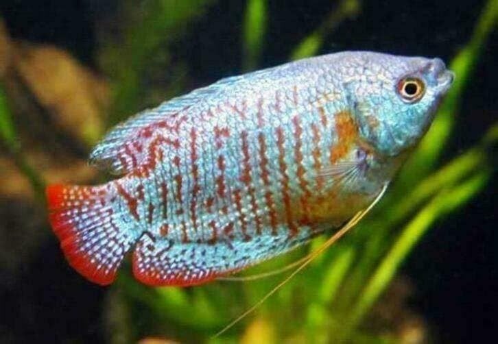 dwerg gourami. kleurige vissen voor een gezeldschap bak, Vis