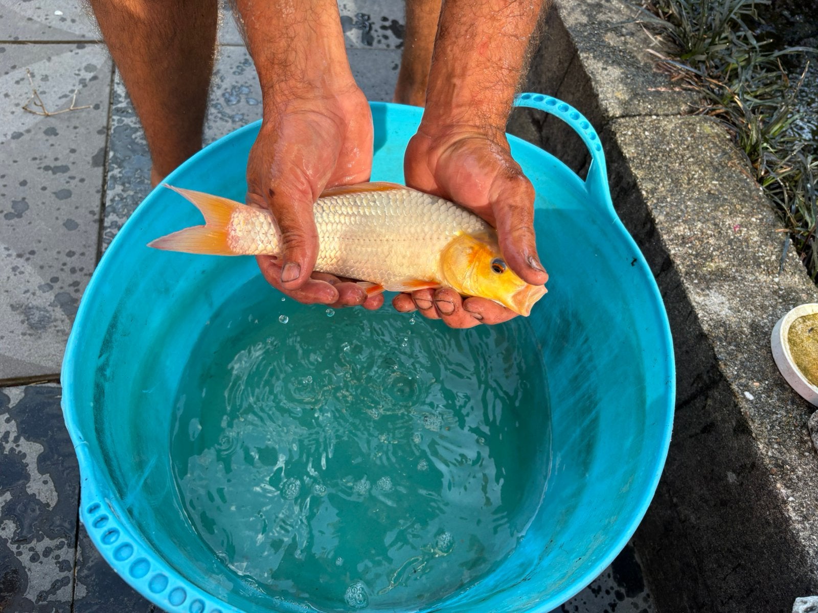 Asagi koi te koop, Karper of Koi