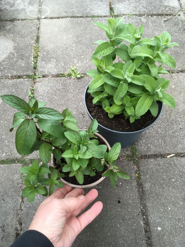 Chocolade-, appel- en Marokkaanse munt (mentha), biologisch, Ophalen, Vaste plant, Kruiden, Halfschaduw