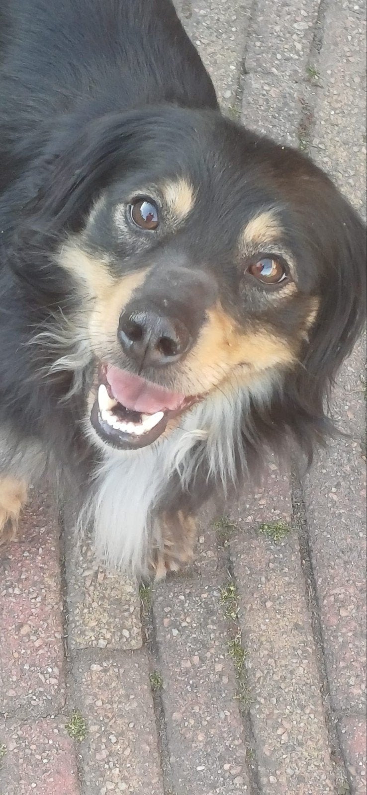 Slinky zoekt nieuw adoptie huisje!, Particulier, Reu, Buitenland, Parvo