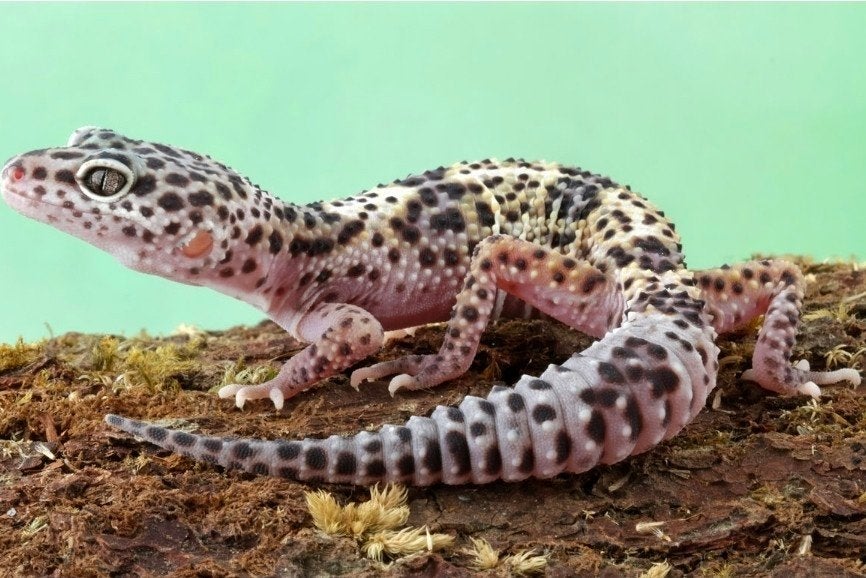 Luipaardgekko te koop, Ophalen of Verzenden