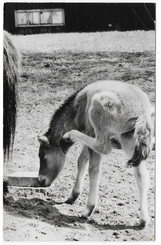 Voorthuizen Edda Huzid gelopen Ansichtkaart ( B7332 ), Ophalen of Verzenden, 1960 tot 1980, Gelopen