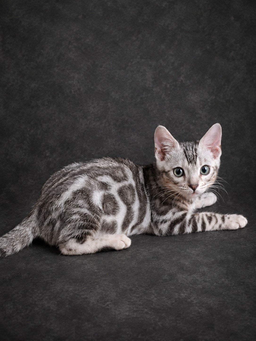 🩷 LAATSTE!!! - ZILVER bengaal poesje- mag verhuizen 🩷, Meerdere dieren, Gechipt, 0 tot 2 jaar