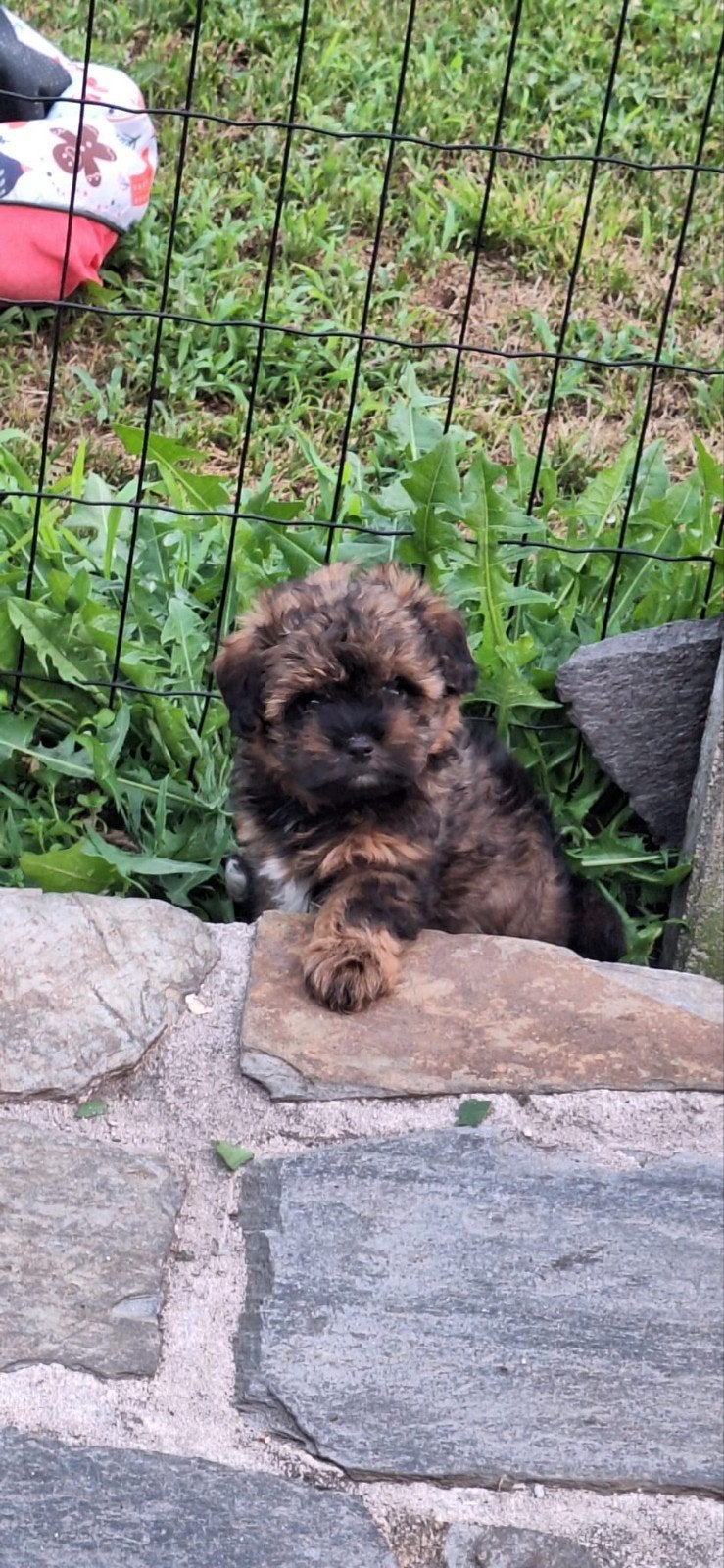 Mooie driekleuringe boompoo teefje te koop!🐾, Overige rassen, 8 tot 15 weken, Meerdere, Meerdere dieren