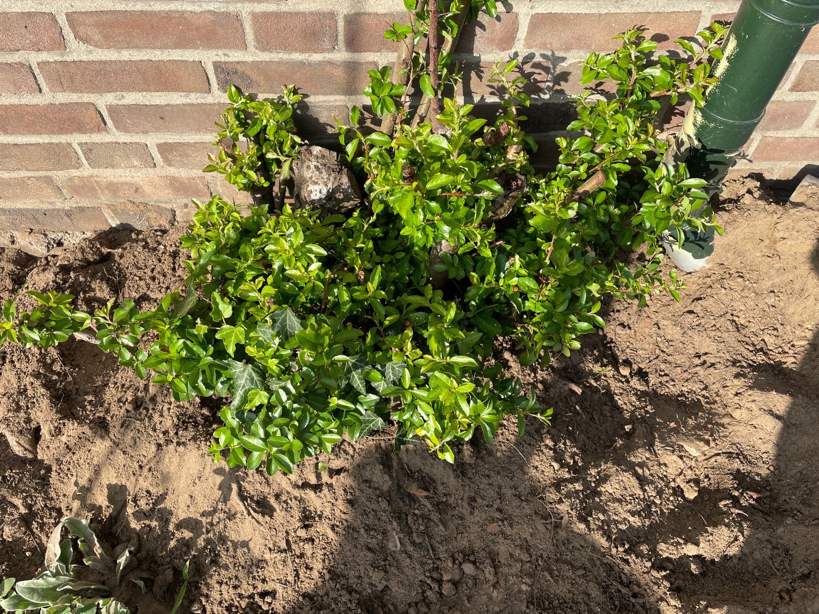 Prikstruik wintergroen (vuurdoorn?), Ophalen, Overige soorten, Minder dan 100 cm
