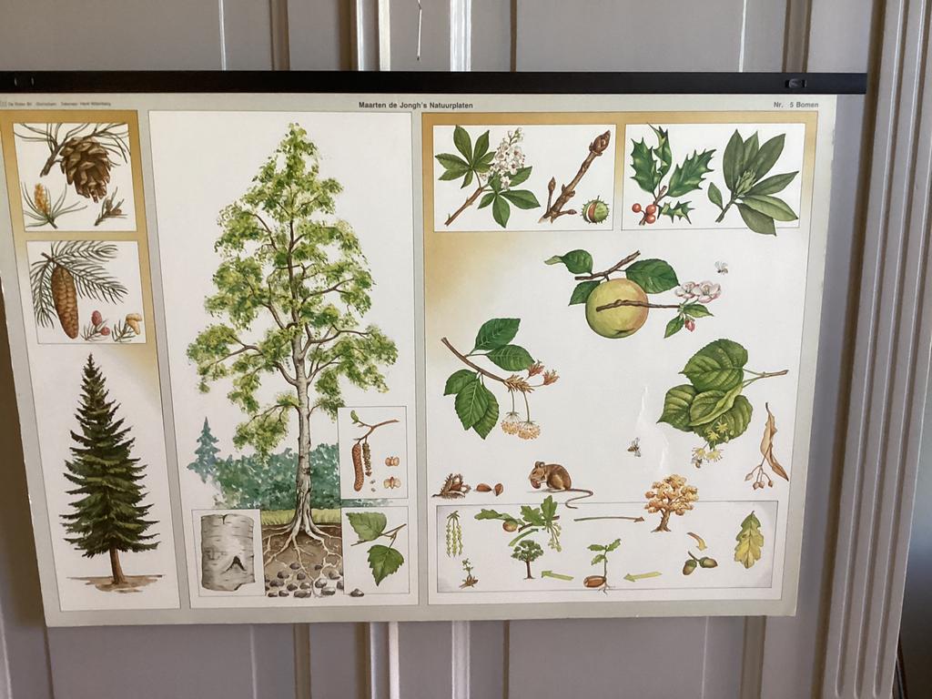 Maarten de Jongh’s natuurplaten uitvoering Bomen, Antiek en Kunst, Ophalen of Verzenden, Natuur en Biologie