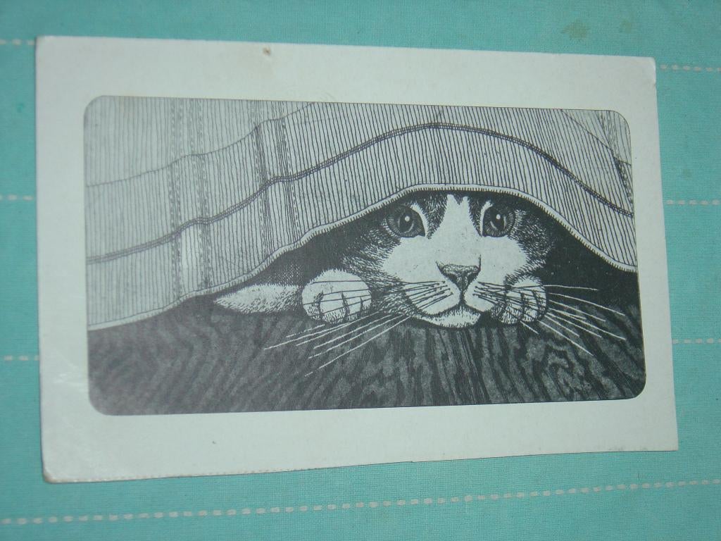 25) Zwart-wit ansichtkaart Poes, Ophalen of Verzenden, 1980 tot heden, Gelopen, Hond of Kat
