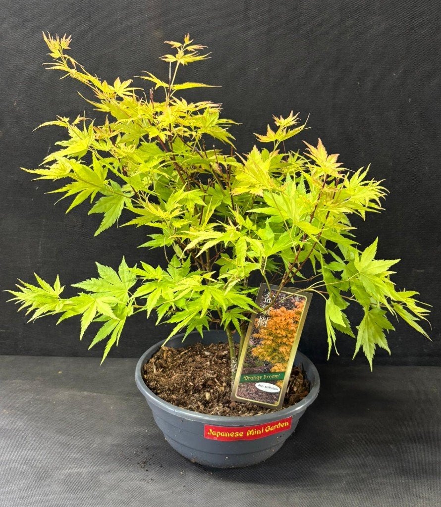 Japanse Bonsai buiten in diverse soorten en maten, Tuin en Terras, In pot, Bloeit niet, Halfschaduw, Minder dan 100 cm
