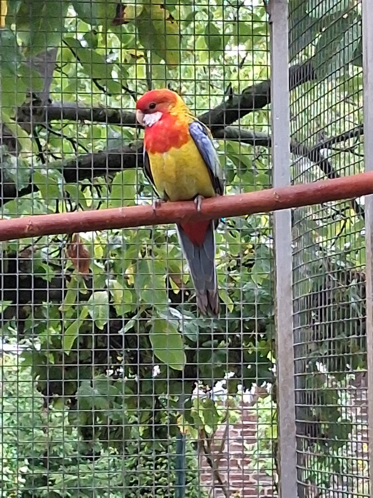 Goudmantel rosella, Mannelijk, Parkiet, Geringd