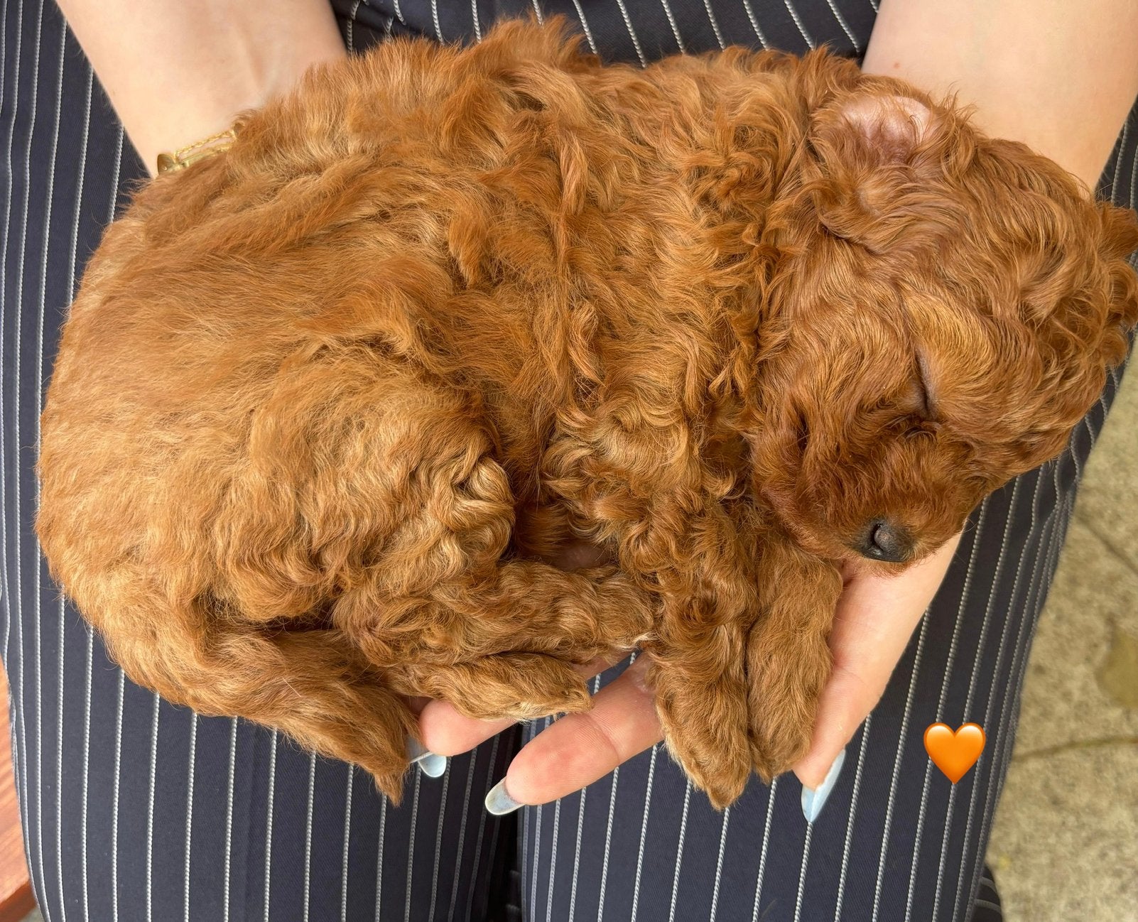 Prachtige Toypoedel pups, Poedel, Parvo, 8 tot 15 weken, Meerdere dieren